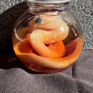 May include: A clear glass jar with a silver lid, containing a preserved, coiled, orange-colored snake. The snake is submerged in a liquid, and the jar is sitting on a dark, textured surface. The jar is round.