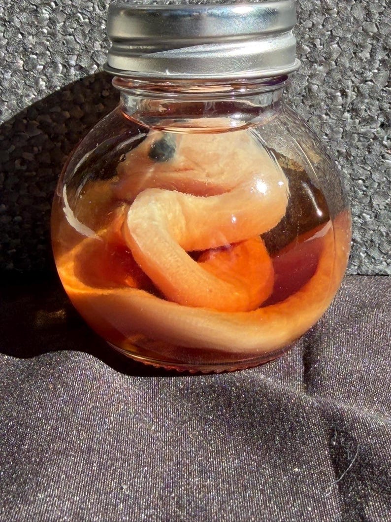 May include: A clear glass jar with a silver lid, containing a preserved, coiled, orange-colored snake. The snake is submerged in a liquid, and the jar is sitting on a dark, textured surface. The jar is round.