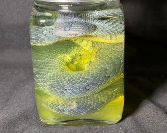 Espécime úmido de víbora-arbustiva-africana