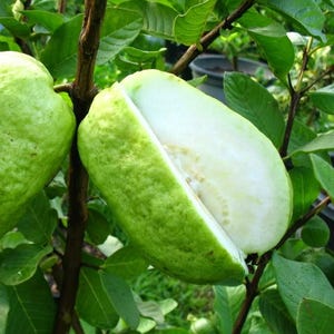 Set 2 White Guava Tree Live Plants - Sweet Guava 6-10in Tall 4in Pot - Psidium Guajava Fruit Seedling Tree for Home Gardening - Easy To Grow