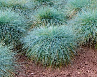 Set 2 Blue Fescue Grass Plants Live in a 4" Pot - Groundcover Fescue Grass Plant for Planting Outdoor - Ornamental Grass Plant Garden