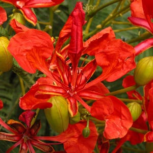 Red Flamboyant Tree Live Plant - 8-10" Tall Including 4in Pot - Delonix regia - Royal Poinciana Flame Tree for Tropical Garden & Landscape