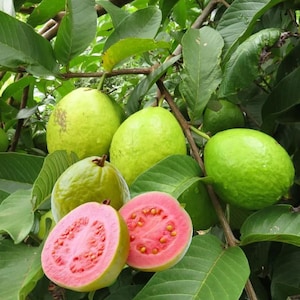 May include: A close-up of guava fruits on a tree. Several green and yellow guavas are visible, with one cut open to reveal pink flesh and small seeds. The leaves are a deep green.