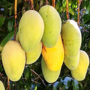 Ataulfo Mango Fruit Live Plant - 5-8in Tall Starter - 4in Pot - Sweet Yellow Flesh Honey Mango, Champagne Mango Fruit Tree for Home Garden