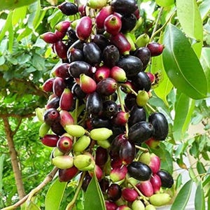 May include: A close-up of a cluster of java plums, also known as jambul or jamun. The fruits are a mix of colors, including deep purple, red, and green. The image shows the plums growing on a tree branch with green leaves.