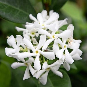 Green Star Jasmine Live Starter Plant - Trachelospermum Jasminoides - 10&quot; Tall Including 4&quot; Pot - Fragrant Blooming Jasmine - Easy to Grow