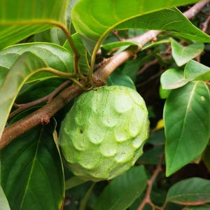 May include: A close-up of a green cherimoya fruit hanging from a brown branch, surrounded by large green leaves. The fruit has a textured, bumpy surface. The image is well-lit, highlighting the details of the fruit and foliage.