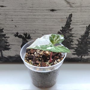 Bunte Syngonium Albo : Gut verwurzelte Zimmerpflanze