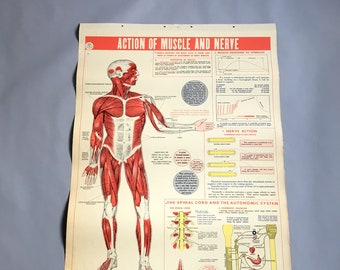 Action of Muscle and Nerve school health wall chart - W. M. Welch Manufacturing Company - 1946 vintage