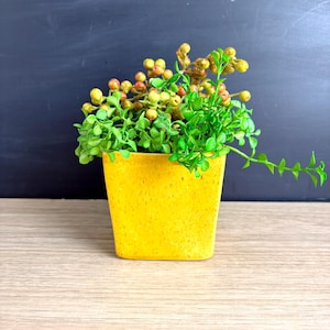 May include: A small, square, yellow planter filled with vibrant green foliage and small, round, berry-like accents. The planter sits on a light-colored wooden surface, with a dark background.