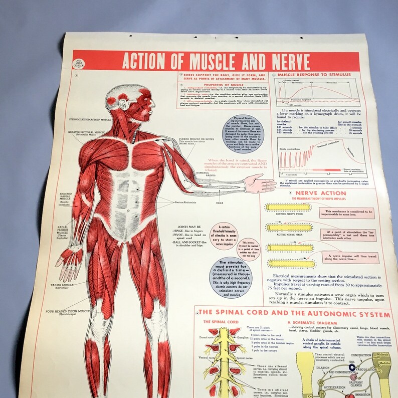 Muscle Cords Vintage 1946 Muscle & Nerve Anatomy Chart - W. M. Welch - Etsy