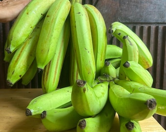 Plátanos gigantes puertorriqueños (Guineos Gigantes) / Recolectados en la naturaleza / Cosecha fresca / Envío gratis
