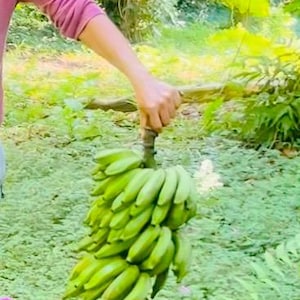 Könnte beinhalten: Eine Person hält einen großen Bund grüner Bananen. Die Bananen sind unreif und haben eine leuchtend grüne Farbe. Der Hintergrund zeigt üppiges grünes Laub, was auf eine tropische Umgebung hindeutet.