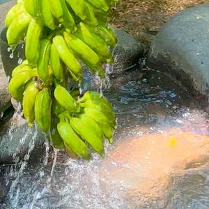 May include: A cluster of green bananas, partially in water. The bananas are a vivid green, with some showing hints of yellow. Water flows over the bananas, creating a refreshing visual.