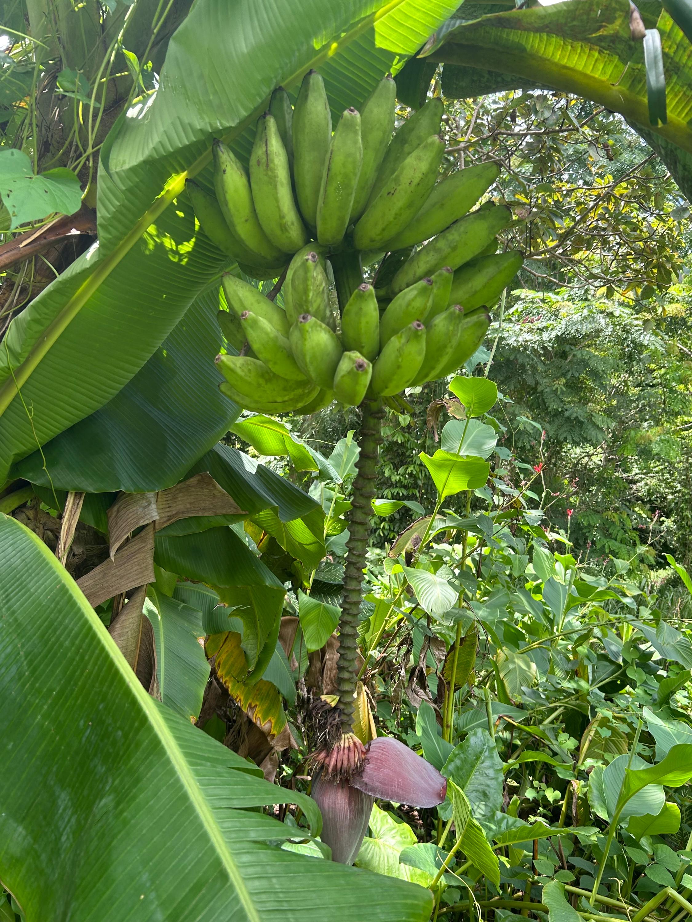 Wild banana seeds - Etsy 日本