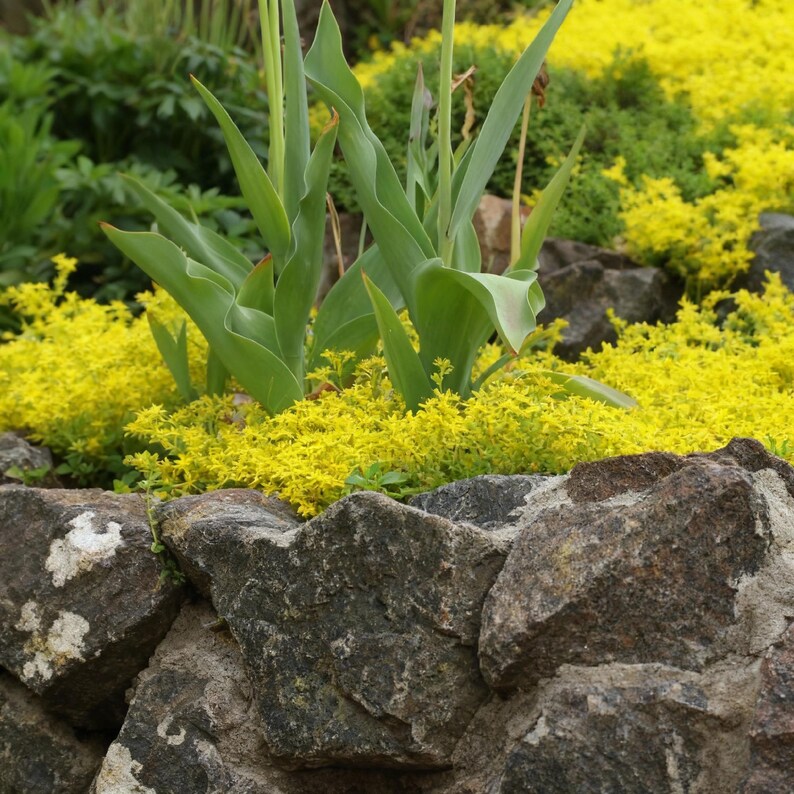 20000+ Creeping Thyme Seeds – Yellow Bright Ground Cover, Low