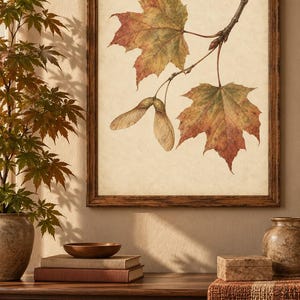 Könnte beinhalten: Ein gerahmter botanischer Wandkunstdruck mit einer detaillierten Illustration von zwei Ahornblättern und zwei geflügelten Samen an einem Zweig. Die Blätter zeigen herbstliche Rot-, Orange- und Grüntöne auf einem strukturierten, cremefarbenen Papier.