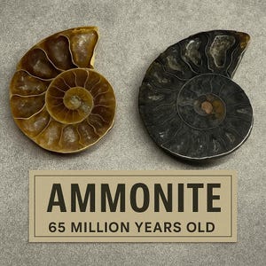 Ancient Ammonite Fossil Pair — Split & Polished Display
