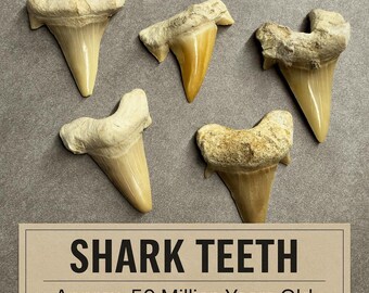50-Million-Year-Old Shark Tooth — Real Prehistoric Fossil