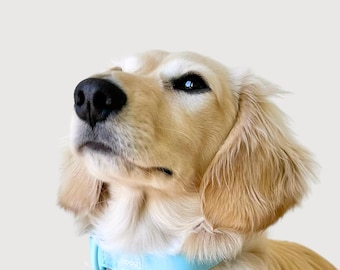 Kein Matsch mehr - Wasserdichtes und schmutzabweisendes Hundehalsband in himmelblau