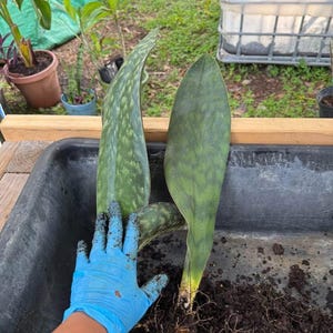 Whale Fin Live Plant Sansevieria masonia  20 inches tall (3 leaves)