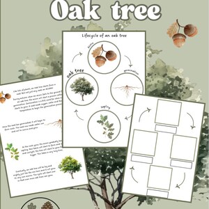 May include: An educational poster showing the lifecycle of an oak tree, with illustrations of acorns, a tree, and a sapling. The poster includes text describing the tree's growth stages. The Pebbles & Pinecones logo is at the bottom.