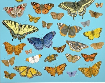 Eastern US Butterflies - 12x16" archival print