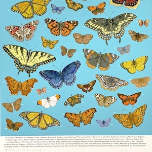 Eastern US Butterflies - 12x16&quot; archival print