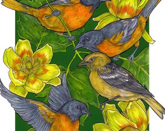 A Pitch of Orioles - Archival Print