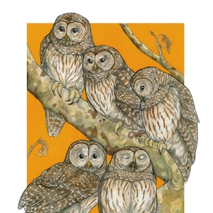 May include: Five brown and gray owls perched on a branch against a bright orange background. The owls have large, round eyes and are looking in different directions. Some owls have their eyes closed.