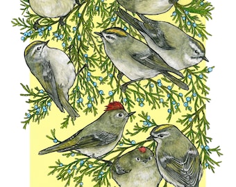 A Court of Kinglets - Archival Print