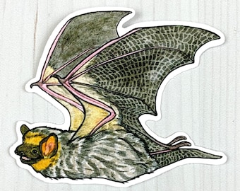 Hoary Bat Vinyl Sticker