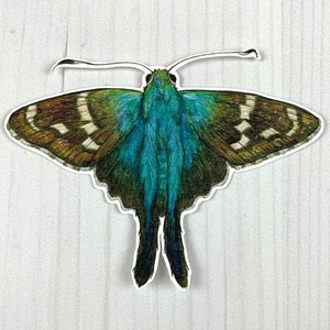 May include: A blue and brown butterfly with a white stripe on each wing. The butterfly is on a white background.