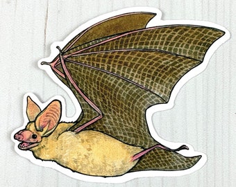 Pallid Bat Vinyl Sticker