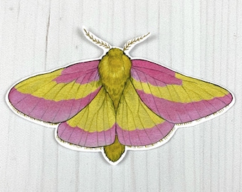 Rosy Maple Moth Vinyl Sticker