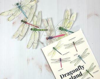 Dragonfly Illustrated Garland