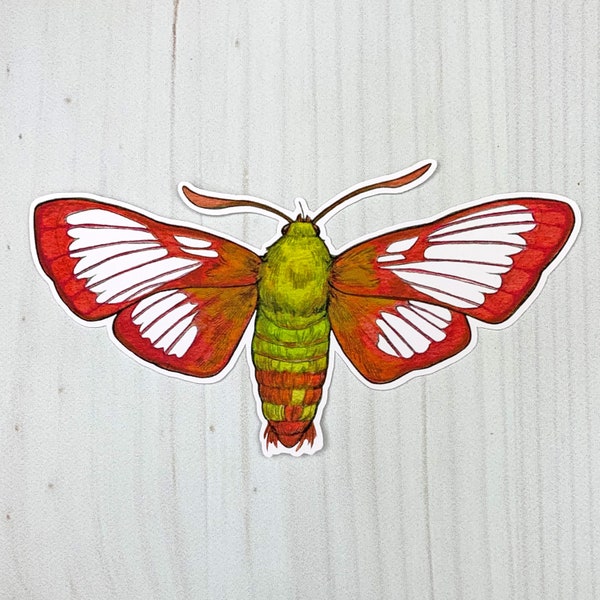 Hummingbird Clearwing Moth Matte Vinyl Sticker