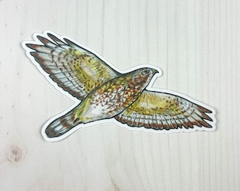 Broad Winged Hawk Matte Vinyl Sticker
