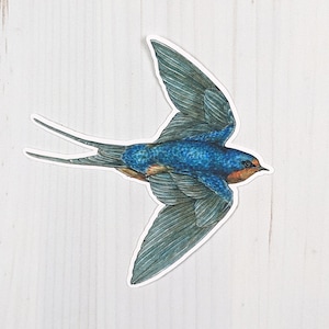 May include: A blue and gray swallow bird with a red and orange breast, flying with its wings spread out.