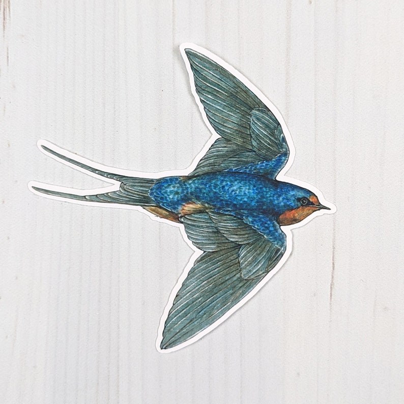 May include: A blue and gray swallow bird with a red and orange breast, flying with its wings spread out.