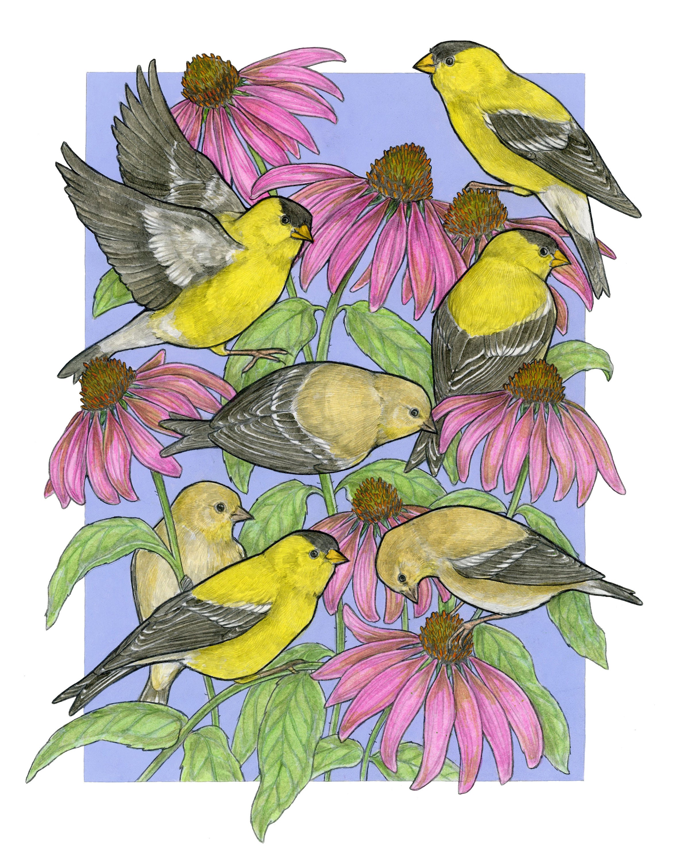A Charm of Finches 版画 アート A Charm of Finches - Archival Print - Etsy Norway