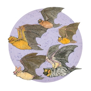 Starry Bats - North American Native Bats - Archival Print