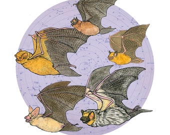 Starry Bats - North American Native Bats - Archival Print