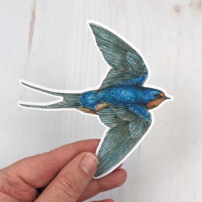 May include: A blue and brown swallow bird sticker with a white outline. The bird is in flight with its wings spread out.