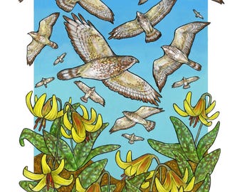 A Kettle of Hawks - Archival Print