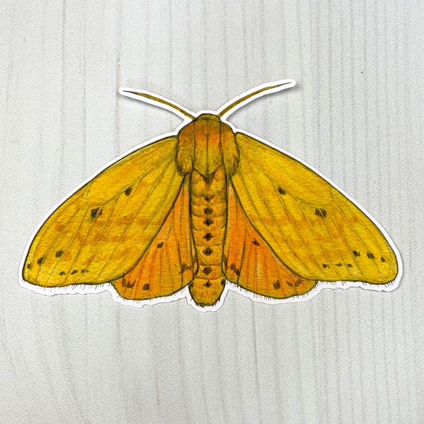 Isabella Tiger Moth Matte Vinyl Sticker