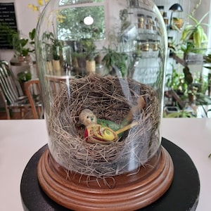 Könnte beinhalten: Eine dekorative Glasglocke mit Holzsockel, die ein Vogelnest und eine kleine, farbenfrohe Holzvogelfigur beherbergt. Die Glocke steht auf einem schwarzen Podest und schafft eine Vintage-Präsentation. Der Vogel hat grüne, gelbe und rote Akzente.
