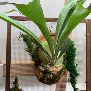 Staghorn Fern mounted and framed
