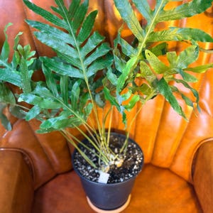 May include: A vibrant green fern plant in a black pot with a white saucer. The fern has large, textured leaves with a unique shape. The plant sits on a brown leather chair, creating a natural and inviting aesthetic.