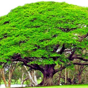 May include: A large, mature tree with a massive trunk and sprawling branches. The tree's canopy is a dense, vibrant green, creating a full, rounded shape. The trunk and branches are a dark brown, contrasting with the bright foliage. The tree is set in a grassy area.